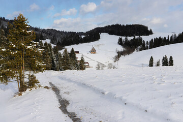 View of a snow-capped mountain peak covered with dense coniferous forest.