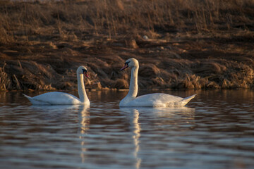 swan on the lake