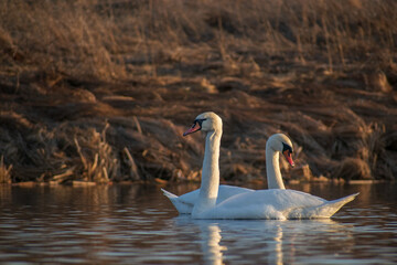 swan on the river