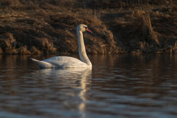 swan on the river