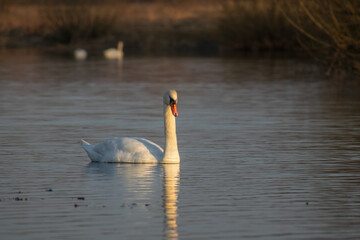 swan on the water