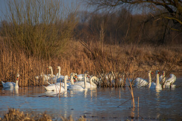 flock of swans on the lake