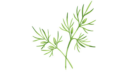 Fototapeta premium Cumin Is Primarily Recognized as a Spice, Depict Its Small, Leafy Greenery in a Minimalist Style