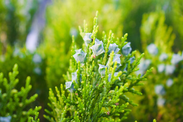 Oriental Arbor-vitae, Cose-up of Oriental Arbor-Vitae leaf. Or Platycladus orientalis. The leaves that are on the side of the branches are flat, attached with a pointed. Oriental Arbor-vitae 