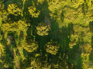 Aerial view durian fruit plantation tree on mountain hill