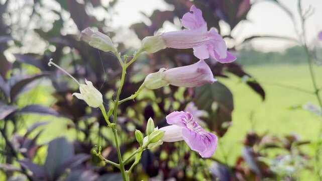 Flower (Pink Trumpet Vine, Podranea Ricasoliana) pink color, Naturally beautiful flowers in the garden