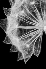 This is a close up image of a dandelion with its seeds on a black background
