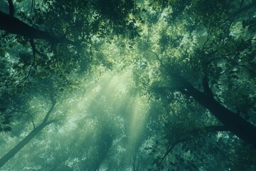 Obraz premium Two tall trees in a sunlit forest, leaves shining through