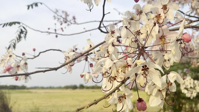 Flower (Cassia bakeriana) or Pink Shower, Wishing tree, Dwarf Apple Blossom tree Naturally beautiful flowers in the garden