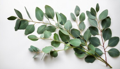 elegant eucalyptus branches on white background for versatile themes