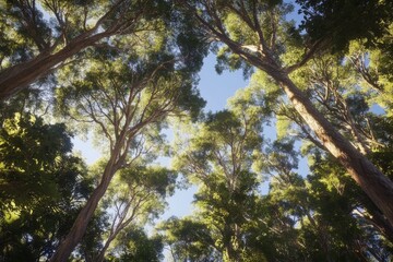 Obraz premium Two tall trees in a sunlit forest, leaves shining through