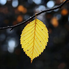 Obraz premium Autumnal Leaf on Branch.