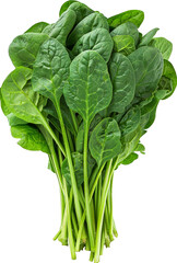 Fresh green spinach leaves isolated on a white background. cut out.