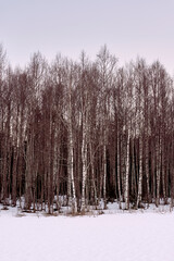 Birch trees at Knaimoen, Hurdal, Norway, March 2025.