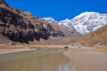 Lone Yak beside lake at Mountain Jomolhari during Morning in Bhutan