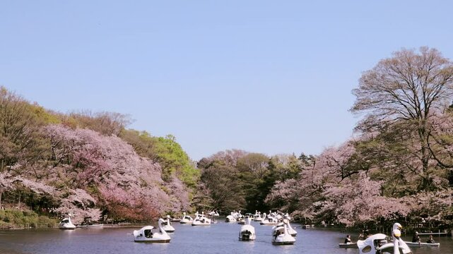 Spring in Tokyo : Countless Paddle Boats Floating on the City Park's Pond Enjoy the Sakura Cherry Blossoms in Full Bloom "Hanami"  |  Inokashira Park, Kichijoji, Tokyo, Japan