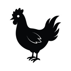 rooster isolated on white background