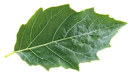 Close-up of a Vibrant Green Leaf with Visible Veins and Texture