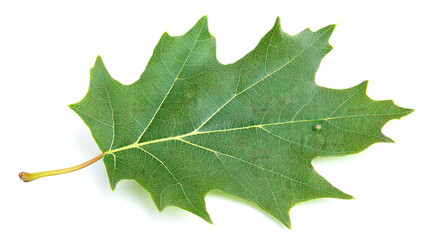 Fototapeta premium Close-up of a vibrant green leaf, isolated on white background. Detailed view of leaf veins and texture.