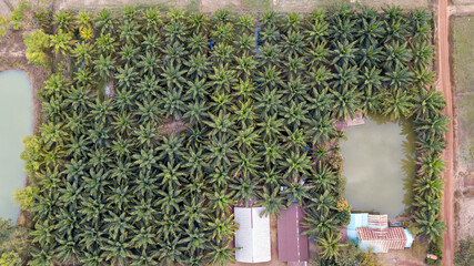 Palm Plantation Aerial of top view. Oil palm tree  grove. top view of harvesting road. Top view street road during sunset. Aerial view of curve road along tree palm.