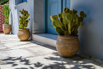 Cactus plant in a terracotta pot next to a blue door in Greece. copy space. Portrait orientation...