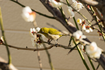 White plum blossoms and Japanese white-eye
白梅とメジロ