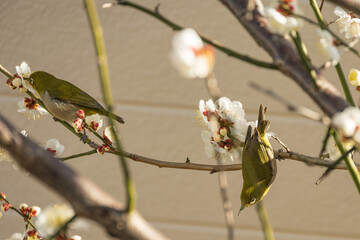 White plum blossoms and Japanese white-eye
白梅とメジロ