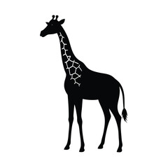 giraffe isolated on white background
