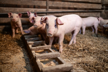 Group of young healthy piglets eating food on farm. © littlewolf1989