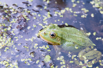 frog in the pond