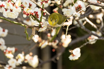 White plum blossoms and Japanese white-eye
白梅とメジロ
