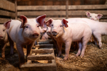 Curious piglets standing and eating on the pig farm. © littlewolf1989