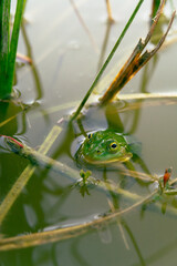 frog in the pond