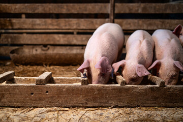 Hungry piglets eating high quality protein food and gaining weight in pigpen.