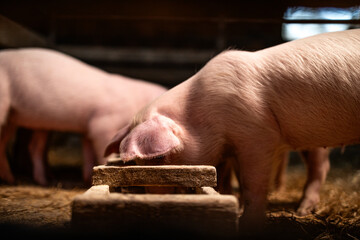 Pig farm and livestock husbandry. Piglets eating high quality protein food and gaining weight in...