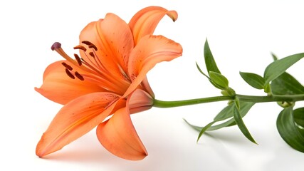Orange Flowers Isolated on a White Background Vibrant Botanical Illustration