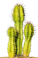 cactus isolated on white background