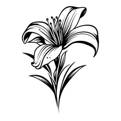 A delicate silhouette of a lily flower, showcasing its elegant petals and graceful shape. Ideal for floral designs, botanical illustrations, nature-inspired artwork, and decorative vector graphics.