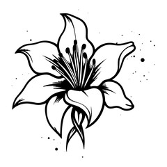 A delicate silhouette of a lily flower, showcasing its elegant petals and graceful shape. Ideal for floral designs, botanical illustrations, nature-inspired artwork, and decorative vector graphics.