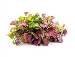 A collection of green and red plants arranged on a white background