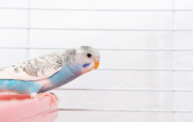 Young happy Blue Budgie Mauve Budgie in cage