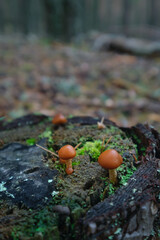 Mushrooms in the autumn forest close-up