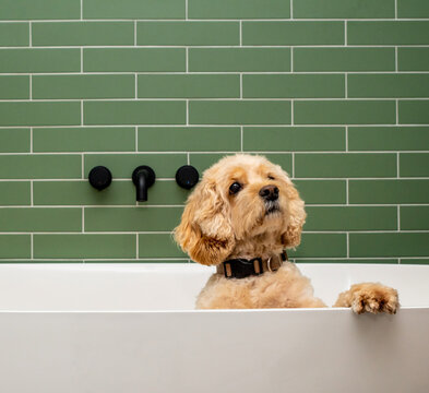 Cocker poo taking a bath in a stylish green tiled bathroom. 