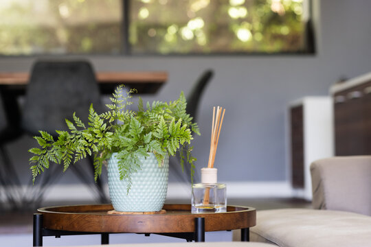 Potted fern and reed diffuser on wooden table in modern living room