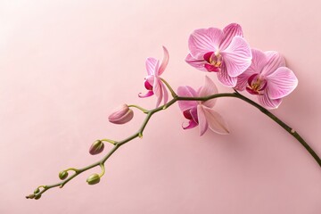 Delicate Pink Orchids Arranged on a Soft Pastel Background Generative AI