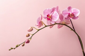 Fototapeta premium Elegant Pink Orchids Blooming Against a Soft Background Generative AI