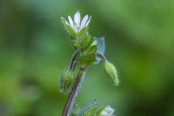 chickweed flower