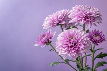 Obraz premium Beautiful Purple Chrysanthemums in a Soft Background Generative AI