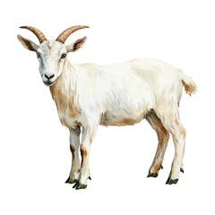 Watercolor goat, clipart, white background