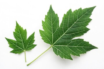 Fototapeta premium Close-up View of Fresh Green Leaves on White Background Generative AI